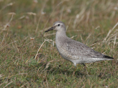 Knot, Meo Ness, Fair Isle