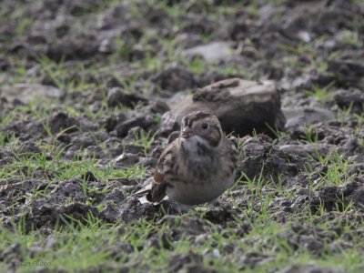 Lapland Bunting, Fair Isle