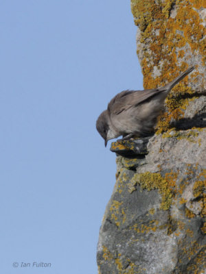 Lesser Whitethroat, Pund, Fair Isle