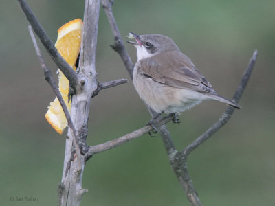 Lesser Whitethroat, Old Haa, Fair Isle