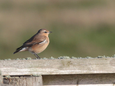 Northern Wheatear, Sumburgh, Shetland