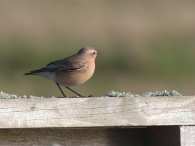 Northern Wheatear, Sumburgh, Shetland