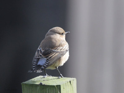 Northern Wheatear