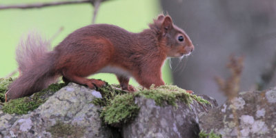 Red Squirrel, Balmaha, Loch Lomond