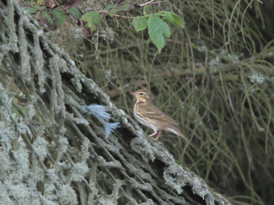 Olive-backed Pipit, Frakkafield, Mainland, Shetland