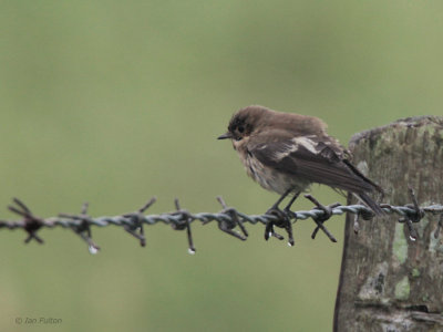 Pied Flycatcher, Quendale, Mainland, Shetland