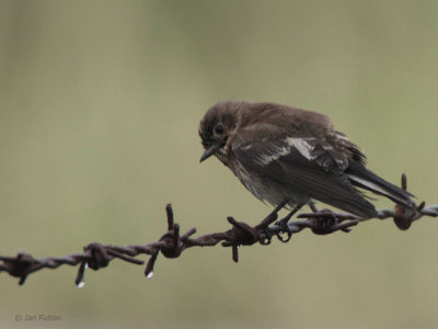 Pied Flycatcher, Quendale, Mainland, Shetland