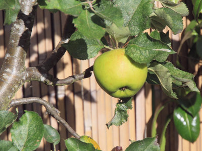 Apple Tree, Baillieston, Glasgow