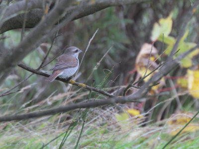 Red-backed Shrike, Cunningsburgh, Mainland, Shetland