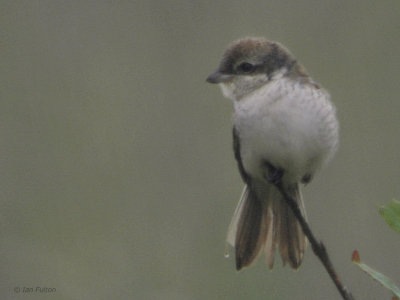 Red-backed Shrike, Cunningsburgh, Mainland, Shetland