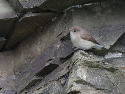 Red-breasted Flycatcher