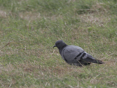 Rock Dove, Auld Haa, Fair Isle