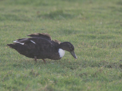 Shetland Duck, Fair Isle