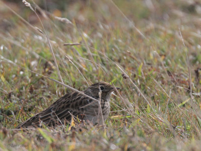 Skylark, Fair Isle