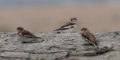 Snow Bunting, Skaw, Unst, Shetland