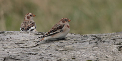 Snow Bunting, Skaw, Unst, Shetland