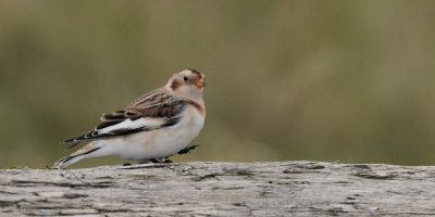 Snow Bunting, Skaw, Unst, Shetland