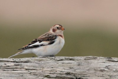 Snow Bunting, Skaw, Unst, Shetland