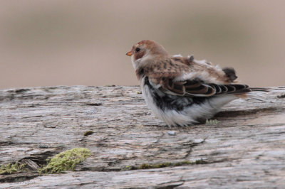 Snow Bunting, Skaw, Unst, Shetland