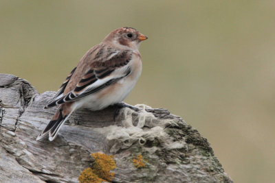 Snow Bunting, Skaw, Unst, Shetland