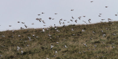 Snow Bunting, Skaw, Unst, Shetland