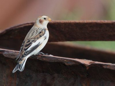 Snow Bunting, Skaw, Unst, Shetland