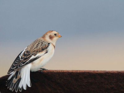 Snow Bunting, Skaw, Unst, Shetland