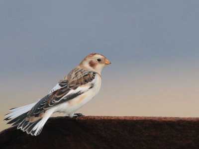 Snow Bunting, Skaw, Unst, Shetland