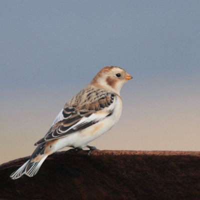 Snow Bunting, Skaw, Unst, Shetland