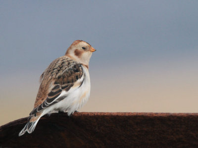 Snow Bunting, Skaw, Unst, Shetland