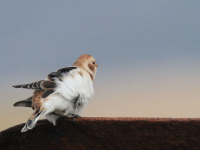 Snow Bunting, Skaw, Unst, Shetland