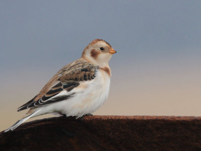 Snow Bunting, Skaw, Unst, Shetland