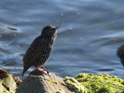 Starling, Sumburgh, Mainland, Shetland