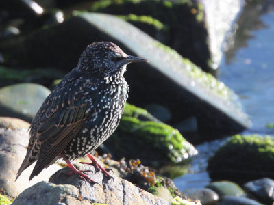 Starling, Sumburgh, Mainland, Shetland