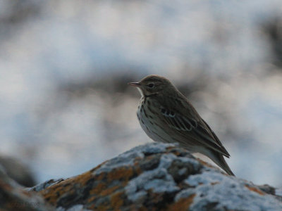 Tree Pipit, Haroldswick, Unst, Shetland