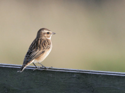 Whinchat, Fair Isle