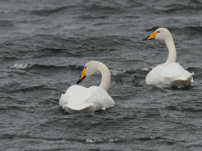 Whooper Swan, Loch of Spiggie, Mainland, Shetland