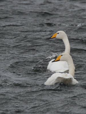 Whooper Swan, Loch of Spiggie, Mainland, Shetland