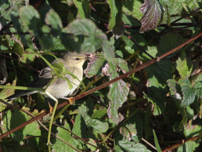 Willow Warbler, Burrafirth, Unst, Shetland