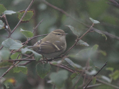 Yellow-browed Warbler, Quendale, Mainland, Shetland