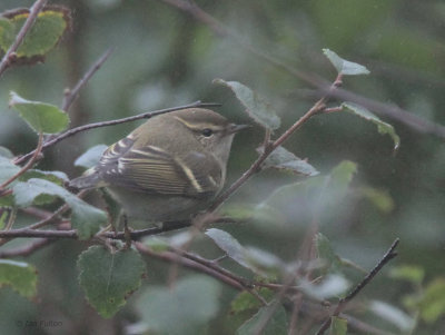 Yellow-browed Warbler, Quendale, Mainland, Shetland