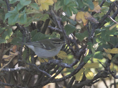 Yellow-browed Warbler, Baltasound, Unst, Shetland