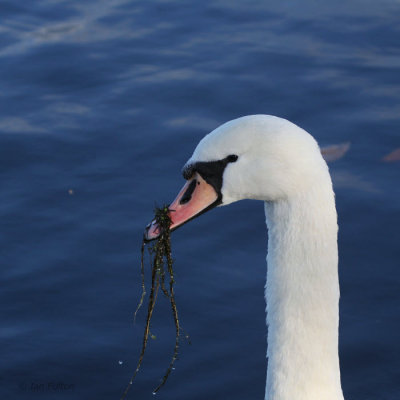 Mute Swan, Hogganfield Loch, Glasgow