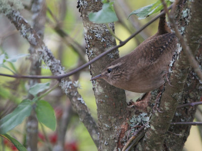 Wren, Aber Bog-Loch Lomond RSPB, Clyde