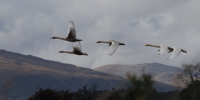Whooper Swan, Aber Bog-Loch Lomond RSPB, Clyde