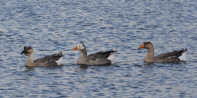Swan Goose, Hogganfield Loch, Glasgow