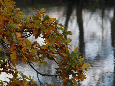 Oak leaves in autumn, RSPB Loch Lomond 