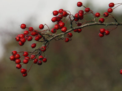 Hawthorn berries, RSPB Loch Lomond