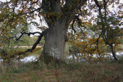 Ancient oak tree by the Endrick Water, RSPB Loch Lomond