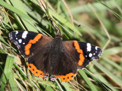 Red Admiral, Mire Loch, Borders